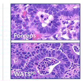 path-cells